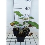 Geranium ibericum - plante vivace bec de grue en pot de 9 x 9 cm