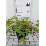 Geranium oxonianum rose clair - plante géranium vivace couvre - sol rustique en pot de 9 x 9 cm Geranium oxonianum rose clair - plante géranium vivace couvre - sol rustique en pot de 9 x 9 cm