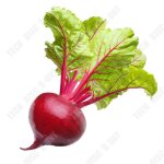 Graines de betterave rouge - td - teneur en sucre 5% - germination 90% - jardinage domestique - puret� ...