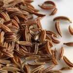 Graines de cumin des prs carvi - vilmorin