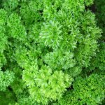 Graines de persil fris� vert fonc� - vilmorin