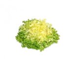 Graine - semence - chicor�e fris�e grosse pommant seule