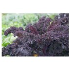 Graine - semence - chou fris� scarlet rouge (chou kale)