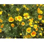 Graine - semence - eschscholzia g�ant de californie orange