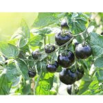 Graine - semence - tomate pyros hybride f1