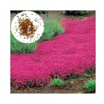 Graines de thym500 pi�ces de graines de fleurs faciles � planter graines thym rampantes outil jardinage ...