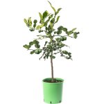 Grand arbre dagrumes de lime kaffir cultivez vos propres fruits chez vous en int�rieur ou en ext�rieur. ...