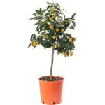 Grand arbre de kumquat citronn� cultivez vos propres fruits � la maison en int�rieur ou en ext�rieur. ...