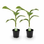 Green boutiq - plante fruiti�re - bananier - musa basjoo - rustique - 2 plantes - pot 17cm hauteur 40cm ...