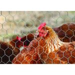 Grillage pour animaux triple torsion gris - h. 1. 5 x l. 5 m - maille h. 13 x l. 13 mm
