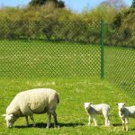 Grillage rouleau simple torsion vertmaille hexagonalemaille 60 mm 1 m x 15 m