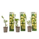 Groseillier - lot de 3 - ribes uva - crispa - hauteur 25 - 40cm - d9cm