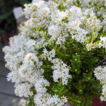 Hebe buxifolia un arbuste de jardin persistant résistant et à fleurs en pot de 9 cm. Hebe buxifolia un arbuste de jardin persistant résistant et à fleurs en pot de 9 cm.