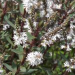 Hebe champagne - veronica arbustive arbuste de jardin compact en pot persistant.