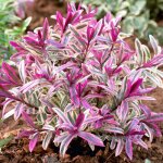 Hebe coeur briseur arbuste à feuillage persistant à fleurs panachées 15 - 25cm (pot inclus) Hebe coeur briseur arbuste à feuillage persistant à fleurs panachées 15 - 25cm (pot inclus)