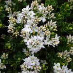 Hebe vernicosa arbuste de jardin à fleurs persistantes vernissées en pot de 9 cm. Hebe vernicosa arbuste de jardin à fleurs persistantes vernissées en pot de 9 cm.