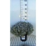 Helichrysum italicum ssp. serotinum - h�lichryse c5 cm en pot