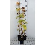 Heliopsis helianthoides mars - plante vivace heliopsis en pot de 9 x 9 cm