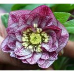 Helleborus orientalis double ellen picotee - plante vivace hell�bore double en pot de 9x9 cm