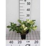 Helleborus orientalis double ellen white - plante vivace hell�bore en pot de 9 x 9 cm