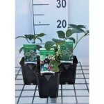 Helleborus orientalis gemengd / mix - plante vivace hell�bore en pot de 9 x 9 cm
