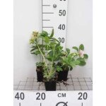 Helleborus orientalis pretty ellen pink - plante vivace hell�bore en pot de 9 x 9 cm