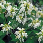Herbe aux chats - menthe des chats white dreams nepeta