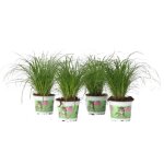 Herbe  chat - set de 4 - cyperus zumula - hauteur 30 - 40cm - d12cm