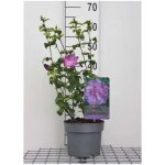 Hibiscus syr. lav. chiffon� ( notwoodone�) - alth�a lavender chiffon ketmie de syrie 40 - 60 cm en pot ...