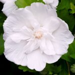 Hibiscus syriacus white chiffon arbuste  fleurs pour jardin 20 - 30cm (pot inclus)