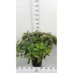 Hydrangea serr. magic pillow� - hortensia 25 - 30 cm en pot