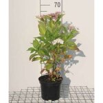Hydrangea teller white (wit / blanc) - hortensia 25 - 30 cm en pot