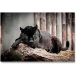 Images murales nordiques de panth�re noire - peinture sur toile - affiches et imprim�s danimaux sauvages ...