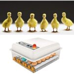 Incubateur oeufs couveuse a oeuf automatique pour volaille caille oie canard pigeon reptile - 16 oeufs ...