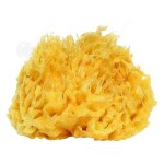 Inn Éponge de bain 10cm éponge de mer naturelle bio grande éponge de douche nid dabeille haute qualité ... Inn Éponge de bain 10cm éponge de mer naturelle bio grande éponge de douche nid dabeille haute qualité ...