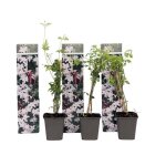 Jasmin étoilé - set de 3 - jasminum officinale - hauteur 25 - 40cm - d9cm Jasmin étoilé - set de 3 - jasminum officinale - hauteur 25 - 40cm - d9cm