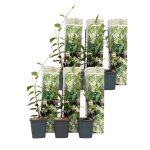 Jasmin étoilé - set de 6 - trachelospermum jasminoides - hauteur 25 - 40cm - d9cm Jasmin étoilé - set de 6 - trachelospermum jasminoides - hauteur 25 - 40cm - d9cm