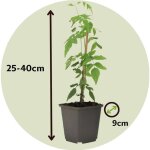 Jasmin toil - set de 6 - jasminum officinale - hauteur 25 - 40cm - d9cm