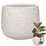 Kotarbau pot de fleurs rond en céramique - : 12 cm - h : 125 cm - blanc - petit pot pour orchidées Kotarbau pot de fleurs rond en céramique - : 12 cm - h : 125 cm - blanc - petit pot pour orchidées