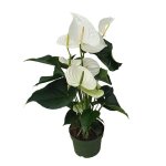 Langue de feu - anthurium alaska white - hauteur 55 - 70cm - ø17cm Langue de feu - anthurium alaska white - hauteur 55 - 70cm - ø17cm