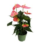 Langue de feu - anthurium colorado pink - hauteur 40 - 55cm - ø14cm Langue de feu - anthurium colorado pink - hauteur 40 - 55cm - ø14cm