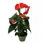 Langue de feu - anthurium madural red - hauteur 40 - 45cm - ø14cm Langue de feu - anthurium madural red - hauteur 40 - 45cm - ø14cm