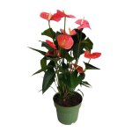 Langue de feu - anthurium maine pink - hauteur 55 - 70cm - ø17cm Langue de feu - anthurium maine pink - hauteur 55 - 70cm - ø17cm