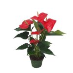 Langue de feu - anthurium royal champion - hauteur 35 - 45cm - ø12cm Langue de feu - anthurium royal champion - hauteur 35 - 45cm - ø12cm