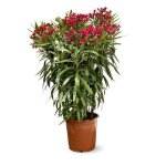 Laurier rose - nerium oleander - h110 - 120 cm - d24 cm - plante dext�rieur - fleur rouge