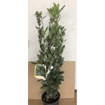 Laurus nobilis - laurier laurier noble laurier sauce 25 - 30 cm en pot