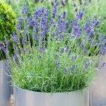 Lavandula angustifolia plant de lavande anglaise arbuste à feuilles persistantes (1 plante) Lavandula angustifolia plant de lavande anglaise arbuste à feuilles persistantes (1 plante)