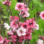 Leptospermum martini arbre � th�