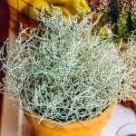 Leucophyta brownii plantes dext�rieur toute lann�e arbustes � fleurs persistants