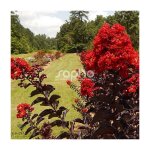 Lilas des indes black diamond� best red? lagerstroemia